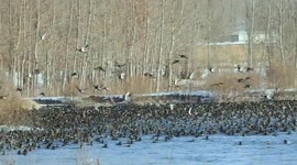 Mallard ducks overwinter at Motuo Wild Duck Lake in Bozhou, China