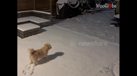 Snow-dusted paws paint pawprints of pure joy during the first snow of the season