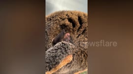 Adorable cuscus cub snuggles up to mother at Berlin Zoo