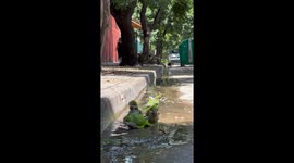 Colorful Parrots Bathe in a Puddle