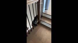 Cat Falls From Top of Stairs in Slow Motion