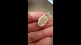 Local finds creepy tongue-eating louse in his grilled fish lunch