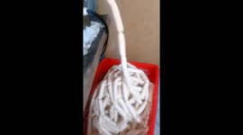 A woman manually packages four thousands of sausages every day