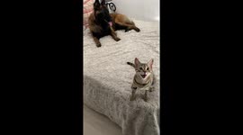 When Your Dog and Cat Are Besties