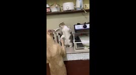 Pet cat stops friend dog from stealing food in kitchen