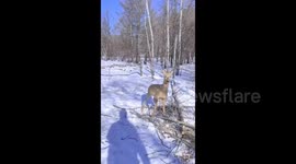 Man saves wild roe deer from a trap in Hulunbuir, China