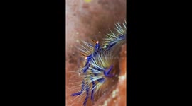 Crab Looks Like An Alien