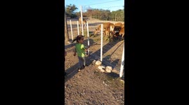 Little Girl Trips and Falls Rushing to Feed Goats