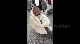 Woman holds in her arms an adorable Arctic fox in Harbin, China