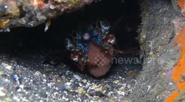 Peacock Mantis Shrimp Takes Care of Eggs