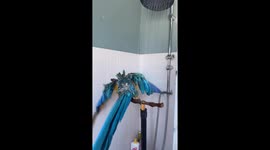 Jubilant parrot sings whilst taking a shower