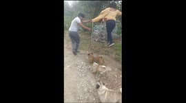 Sheep Plays Tag With Owners
