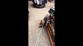 Puppy Gets Scared of Taxidermy