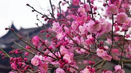 Tourists enjoy blooming plum blossoms at Longgan Lake in Enshi, China