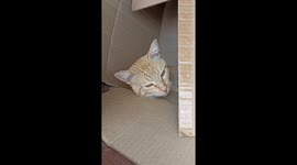 Mi gato tiger durmiendo en una caja.