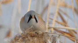 Archive Footage of Bearded Tit Forages in Bozhou, China