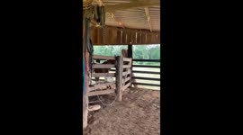 Horse acts as if nothing happened after clumsily crashing over fences