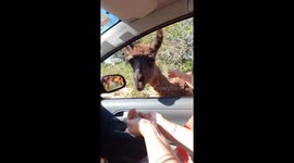 Adorable scene as little girls hug and kiss llama at drive-thru reverse in Argentina