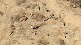 Archive Footage of Siberian Ibex in Bozhou, China