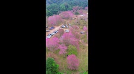 Sakura tree blossoms in Thailand