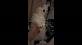 Curious Kitten Stares Secretly at Owner While Standing Up in China