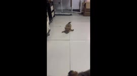 Compassionate Woman Rescues Dogs with Broken Legs in China