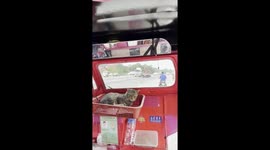 Pet cat rides in basket at the front of bus