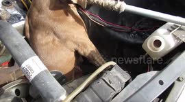 Dog rescued after finding itself lodged inside car engine
