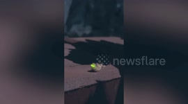 Caterpilar with glowing eyes stares at resident in home garden