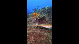 Mourning cuttlefish surprise mating display in Botany Bay: unusual summer encounter