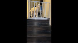 Hiba's hilarious happy dance: a dog's funny smile!