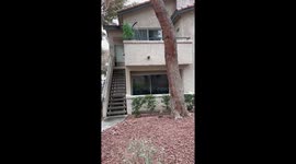 Barking vent dog: hilarious surprise caught on video!