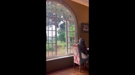 Giraffe Manor: unforgettable breakfast encounters with giraffes in Nairobi, Kenya