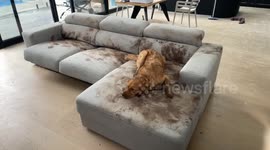 Golden retriever turns clean couch into muddy canvas