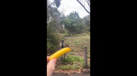 Woman panics after getting Exhibit A of why one shouldn't hand-feed the Australian wildlife