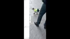 Tiny Police Dog Cleans Up the Streets