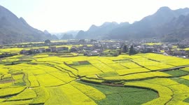 Tourists travel in a rape flower field at Wanfeng Forest in Xingyi, China