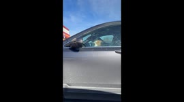 Impatient Beagle Honks Car Horn