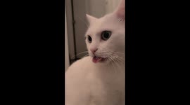 Cat Wiggles Her Tongue
