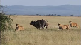 Bufallo vs Lions