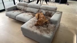 Dog Makes a Muddy Mess on the Couch