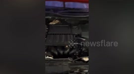 Stray kitten rescued from car engine tries to escape by climbing wall