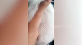 Rescued stray cat greets driver's pet moggy