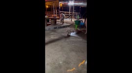 Puppy takes albino buffalo for a walk in farm