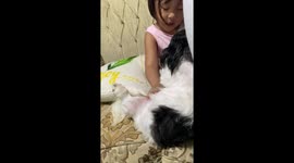 Cute kid plays with pet Shih Tzu at home