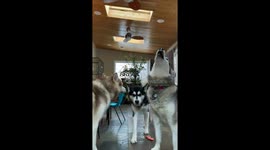 Alaskan malamutes howl along to owner's harmonica creating adorable symphony