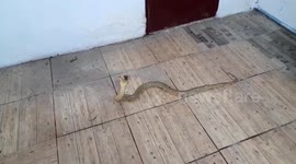 Female snake catcher subdues angry cobra in family's bathroom