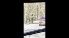 Charging elephant chases terrified tourists on road in India