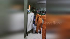 Firemen remove king cobra from family's kitchen