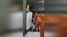 Successful King Cobra Rescue Operation in Bohol's Cortes Area, Philippines